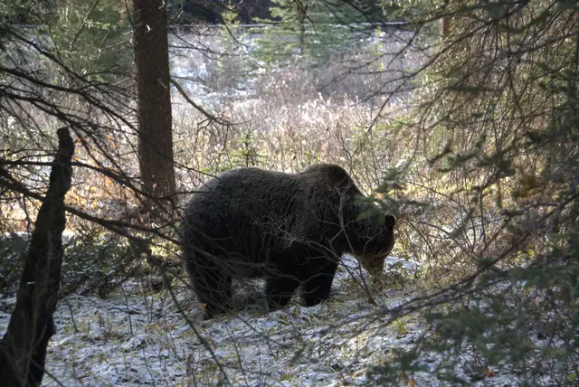 A bear along the Bow River near Lake Louise.