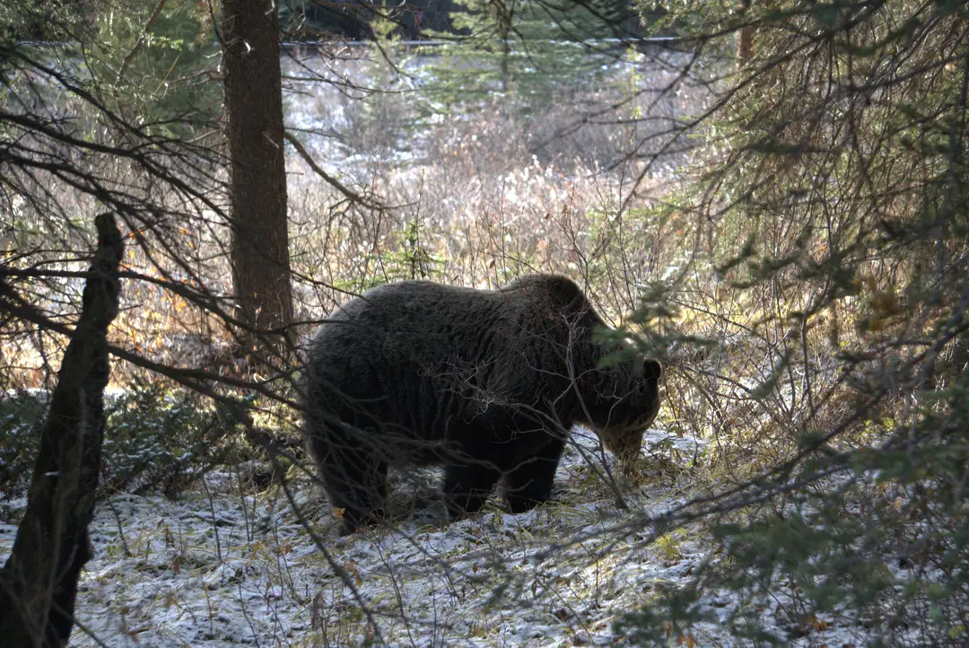A bear along the Bow River near Lake Louise.