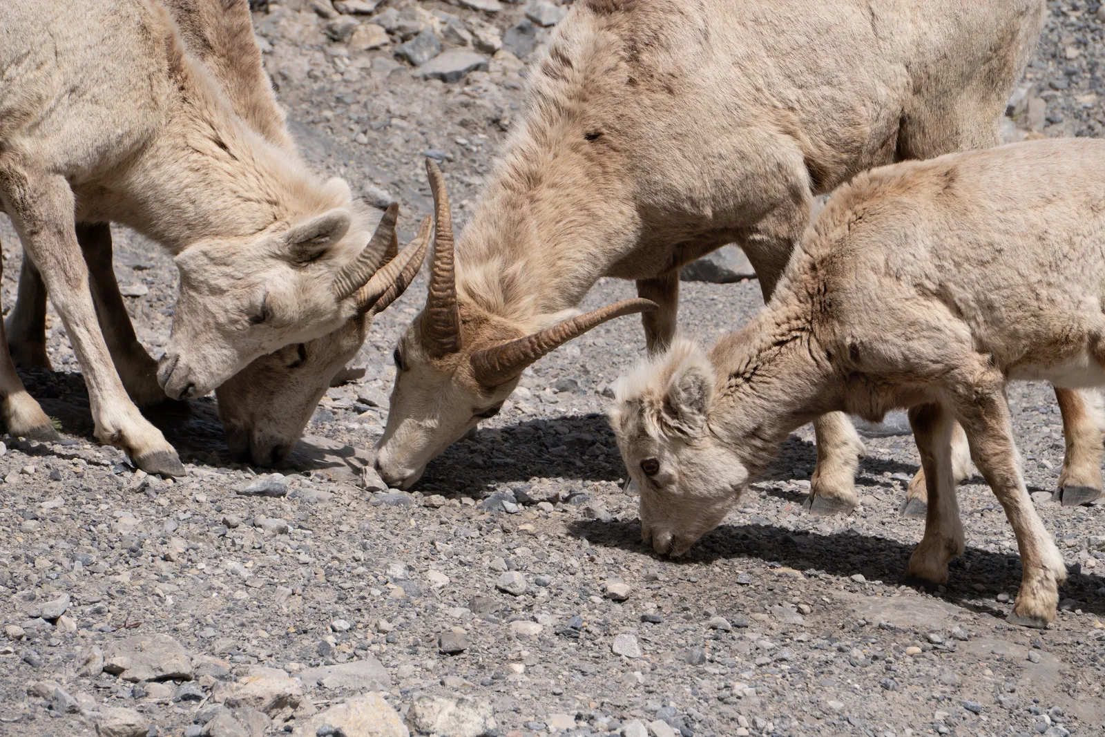 A group of bighorn sheep feeding on a rocky roadside shoulder.