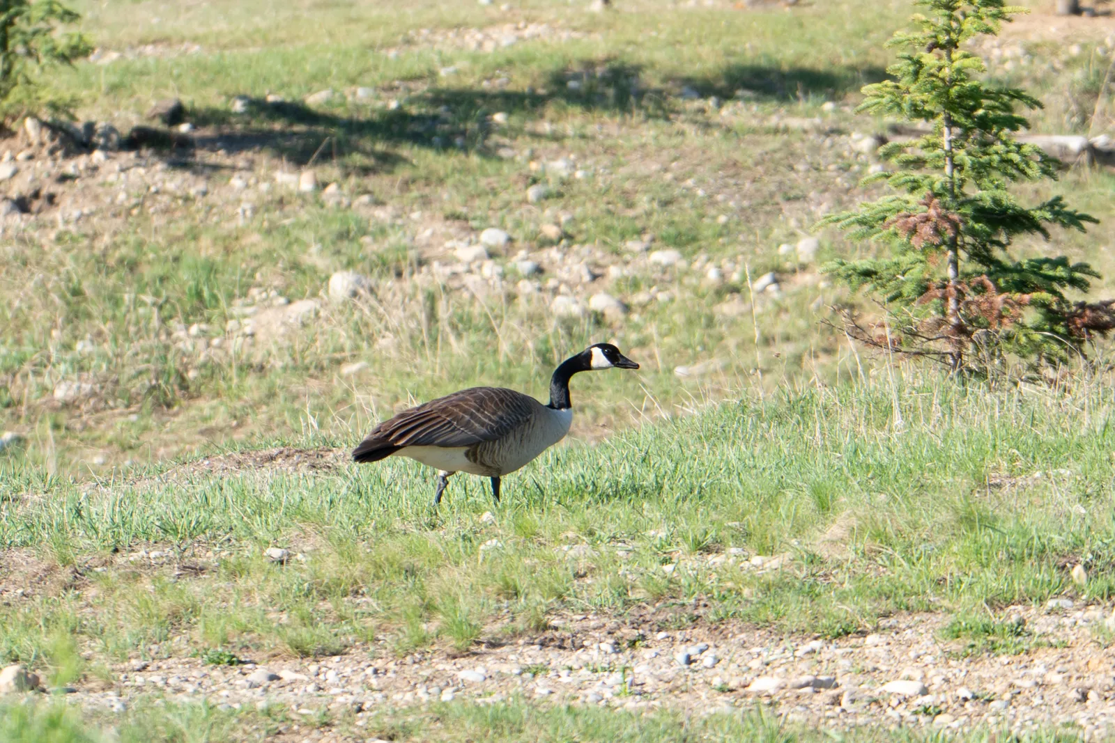 A Canada goose walking across short grass near scattered stones and a small spruce.