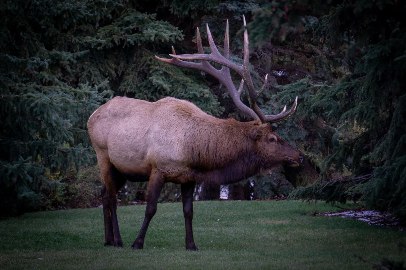 A bull elk standing on grass at the edge of dark conifer forest.