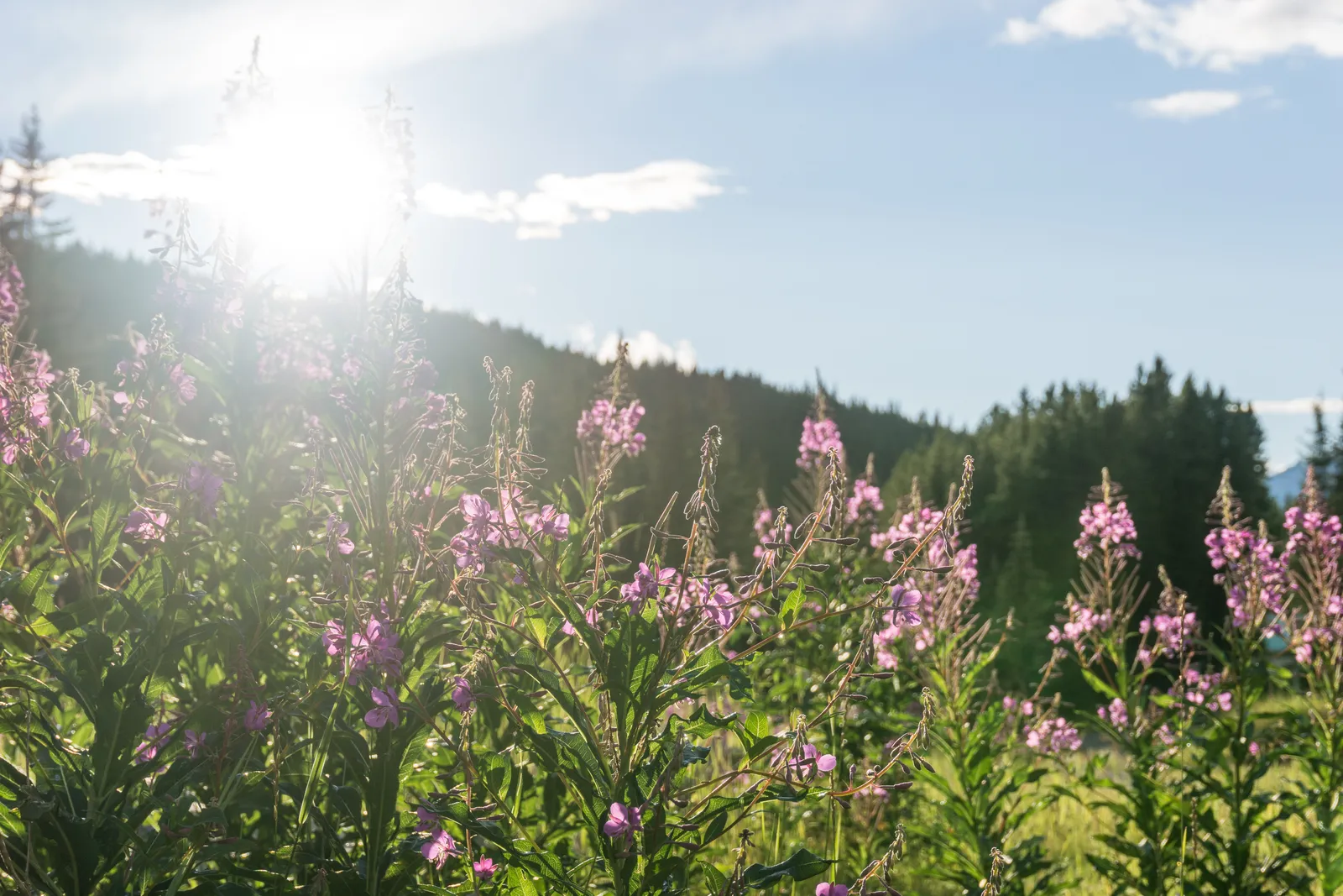 A meadow of fireweed outside the village of Lake Louise