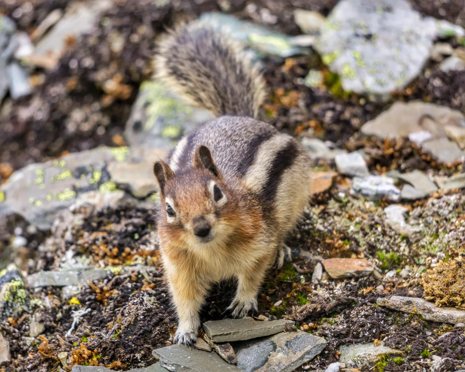 Golden-mantled ground squirrel peering towards the camera