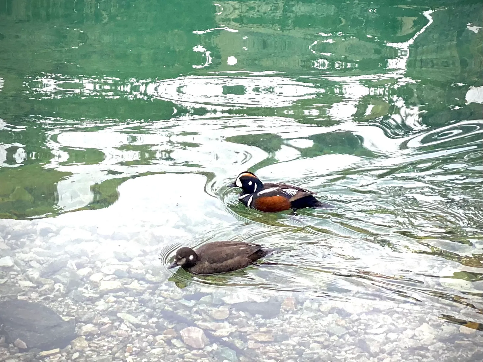 A male and female harlequin duck swimming in clear green water above a rocky riverbed.