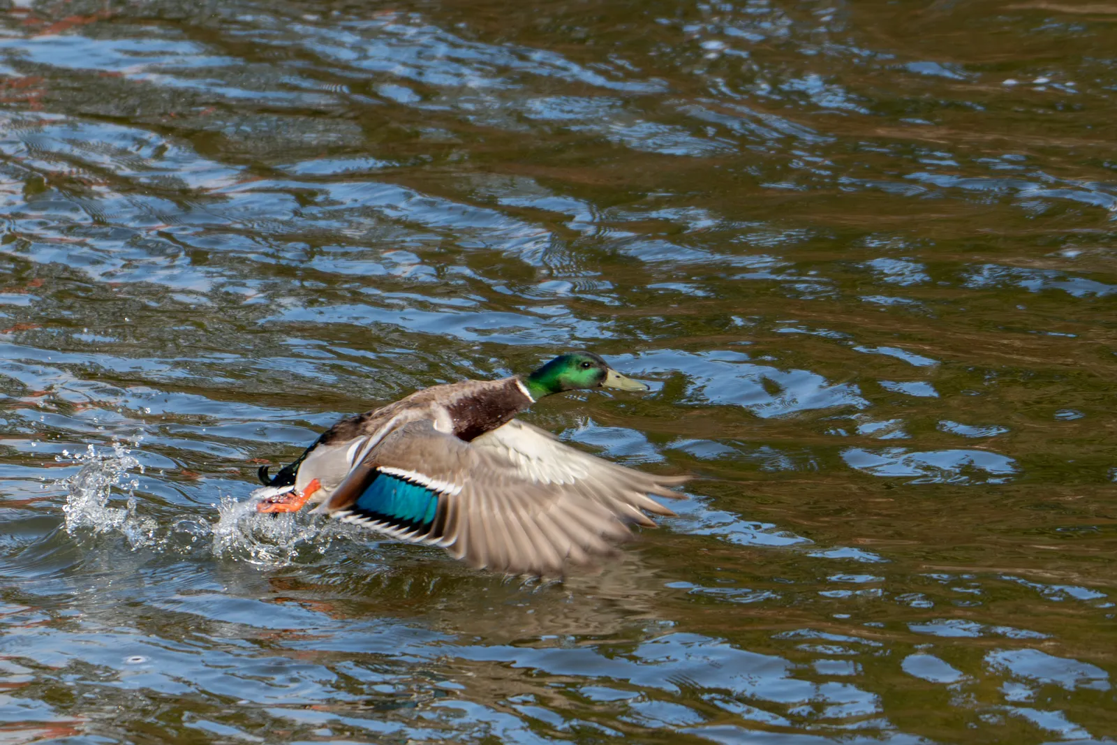 A male mallard skimming up from the water with wings open and droplets splashing behind it.