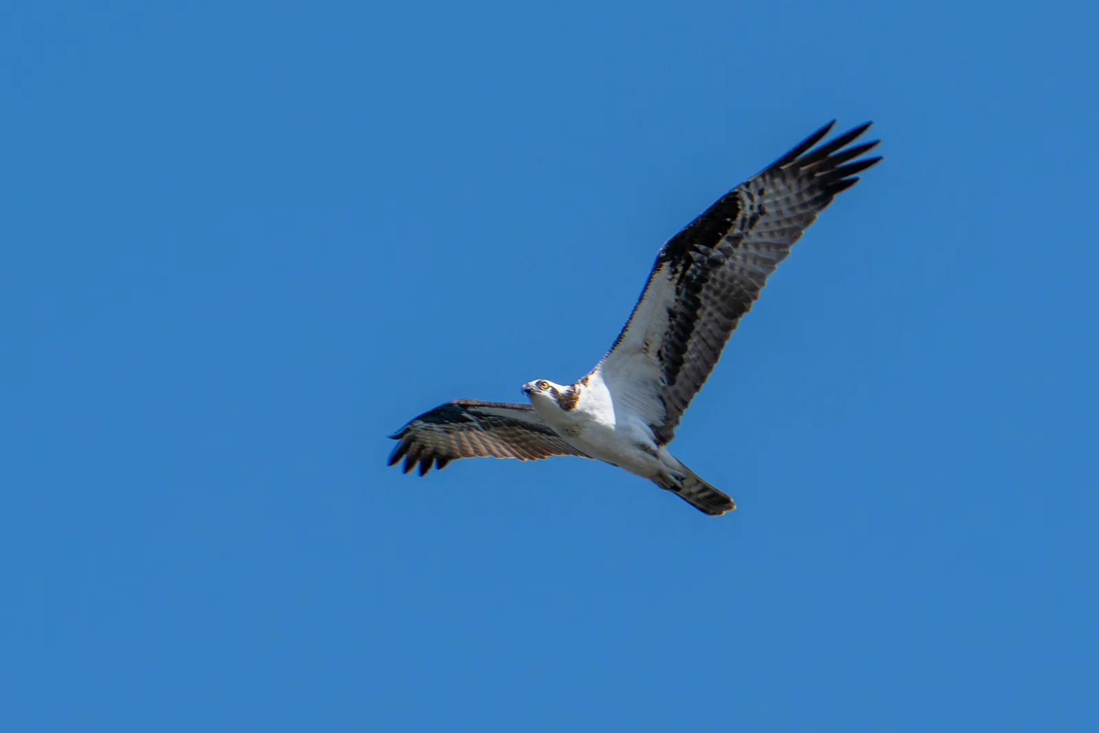 An osprey flying against a clear blue sky with wings fully outstretched.