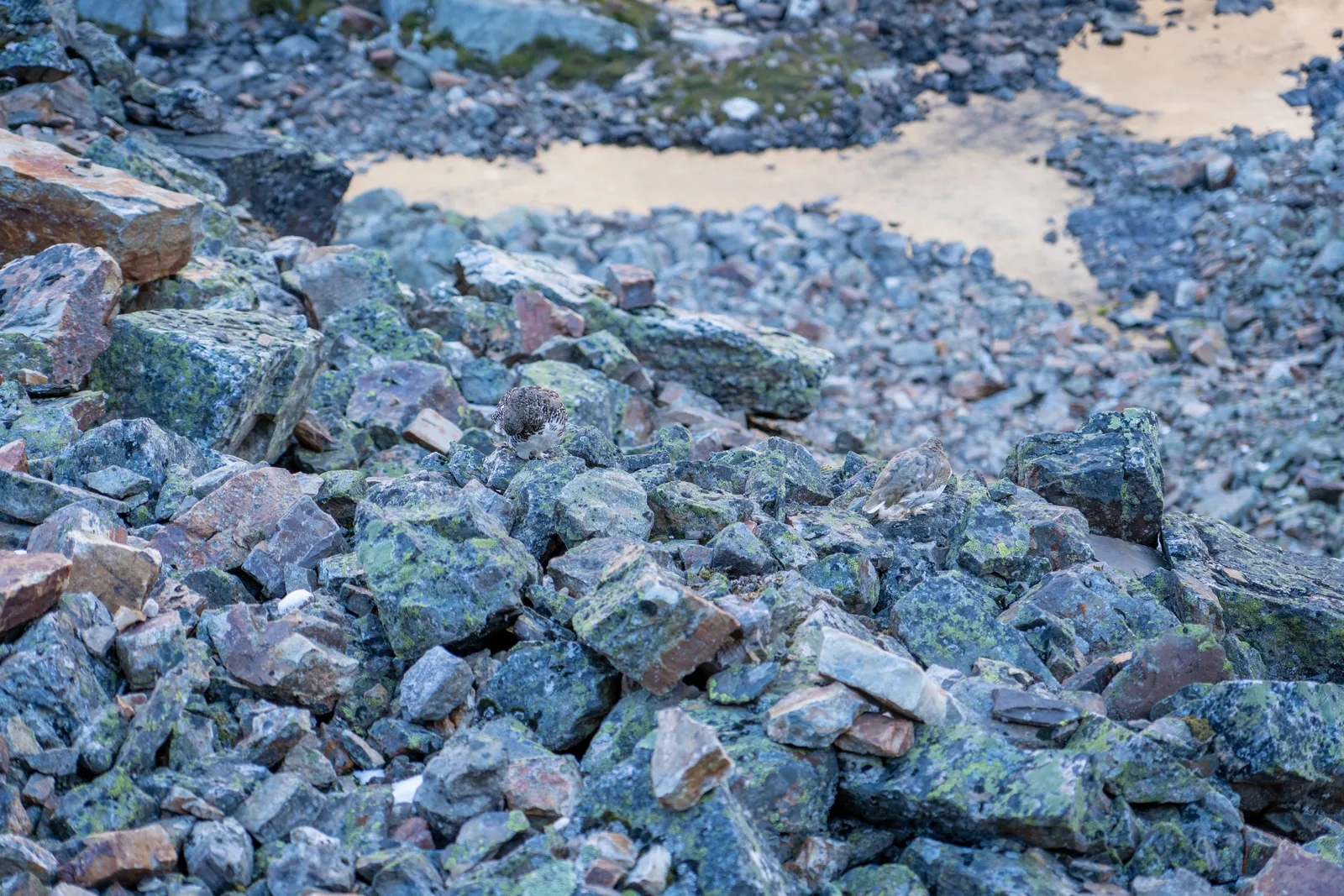 Can you spot the two Ptarmigan? They blend in quite well to their habitat!