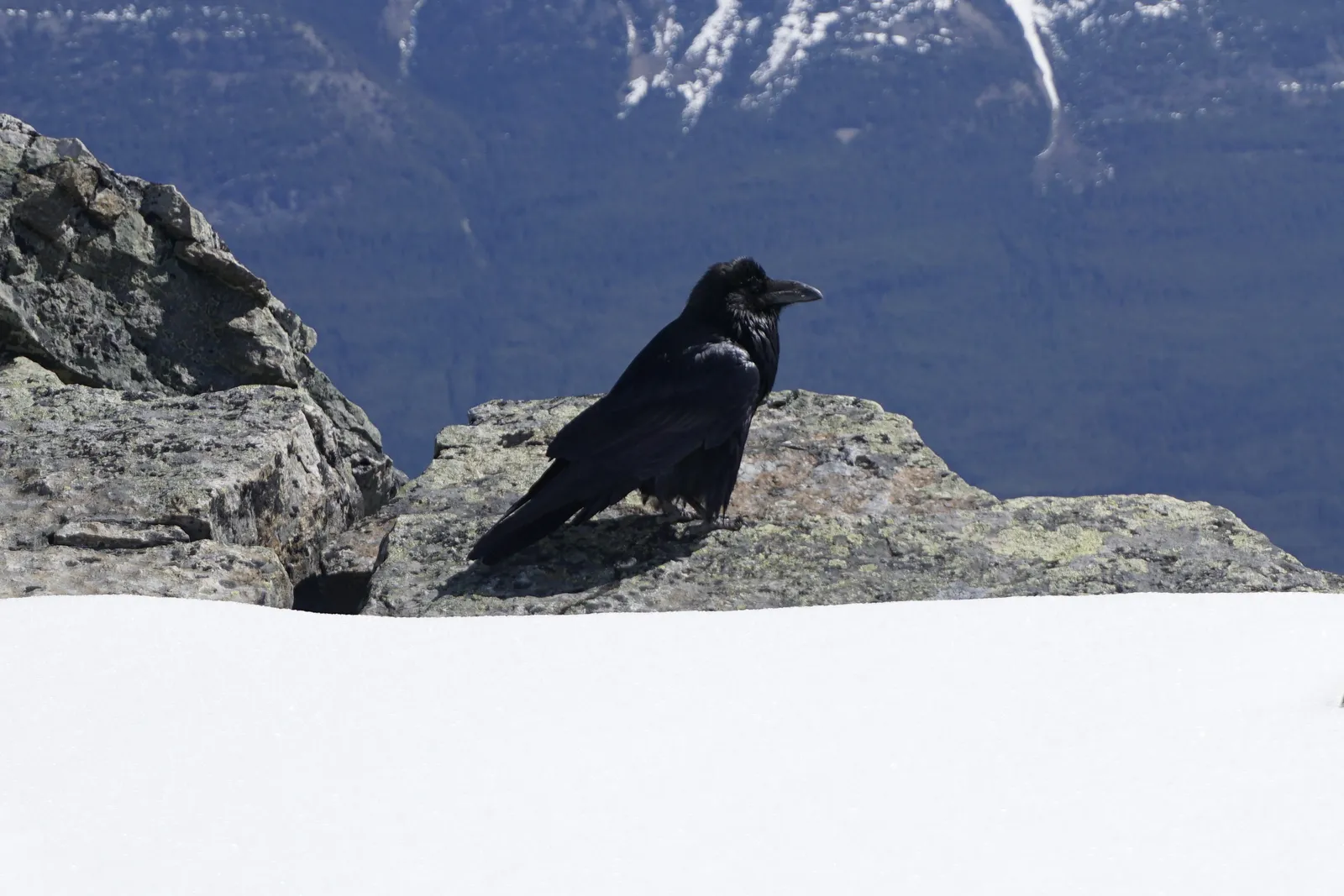 A common raven standing on alpine rock above a foreground drift of snow with dark mountain slopes behind it.